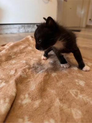 baby katzen 