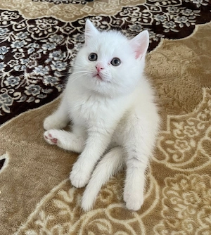 Britisch Kurzhaar Katzen