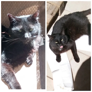 Salem sucht ein Zuhause