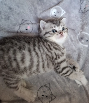 ganz liebevolle, sehr menschenbezogene Whiskas-BKH-Kitten Bild 3