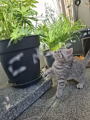ganz liebevolle, sehr menschenbezogene Whiskas-BKH-Kitten Bild 9