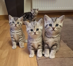 ganz liebevolle, sehr menschenbezogene Whiskas-BKH-Kitten Bild 6