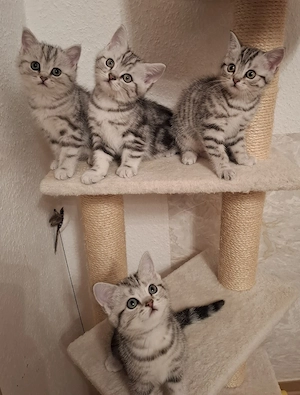 wunderschöne BKH Kitten