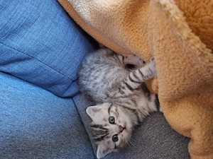 ganz liebevolle, sehr menschenbezogene Whiskas-BKH-Kitten Bild 8