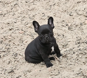 Welpe Rüde Black Französische Bulldogge 