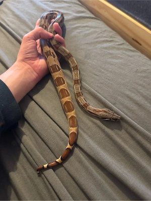 salmon boa 