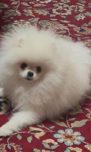 pomeranian welpen 