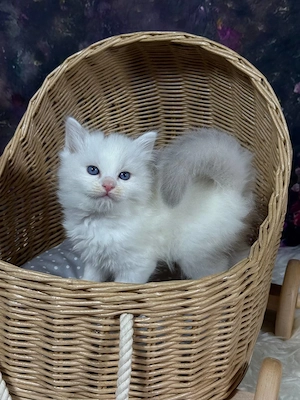 Britische Ragdoll-Kätzchen