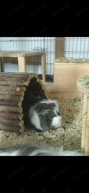 Meerschweinchen Kastrat Tom sucht neues Zuhause 