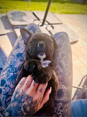 Französische Bulldogge Welpe 
