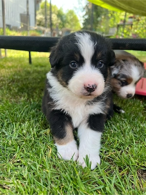 Australian Shepherd Welpe Black Tri Rüde 