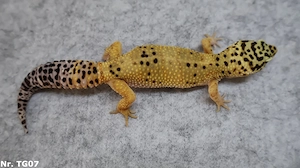 Leopardgecko Männchen Weibchen zuchtreif aus 2025