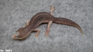 Männchen Leopardgecko 2025