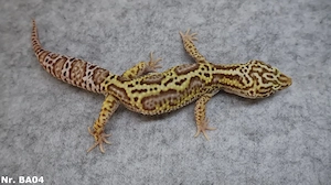 AB 90  Leopardgecko 2025 Männchen Weibchen