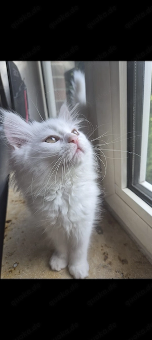Süßes Britisch Langhaar Kitten (weiß creme) abzugeben
