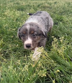 Australian Shepherd Welpen   Aussie Welpen Bild 5