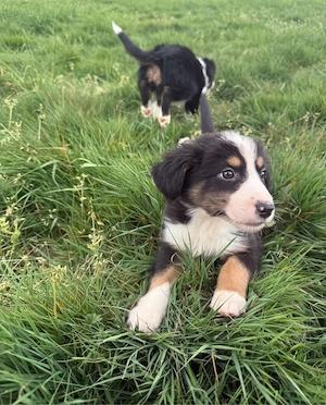 Australian Shepherd Welpen   Aussie Welpen Bild 3