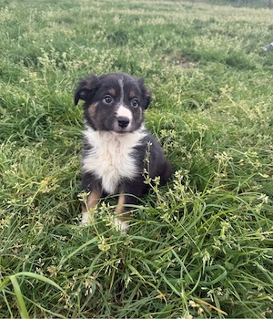 Australian Shepherd Welpen   Aussie Welpen