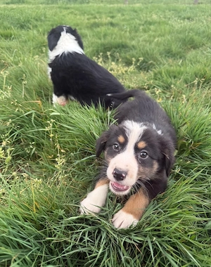 Australian Shepherd Welpen   Aussie Welpen Bild 7