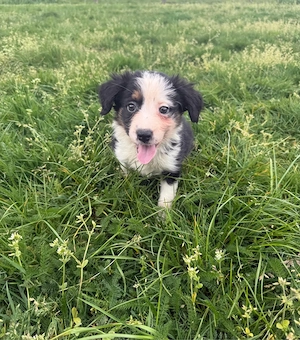 Australian Shepherd Welpen   Aussie Welpen Bild 4