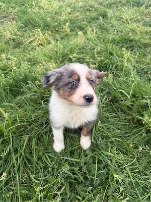Australian Shepherd Welpen   Aussie Welpen Bild 6