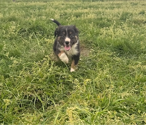 Australian Shepherd Welpen   Aussie Welpen Bild 2