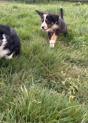 Australian Shepherd Welpen   Aussie Welpen Bild 9