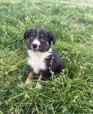 Australian Shepherd Welpen   Aussie Welpen Bild 8
