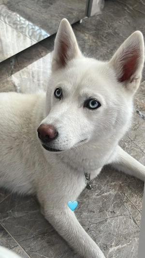 husky mutter und Sohn auch einzeln abzugeben 