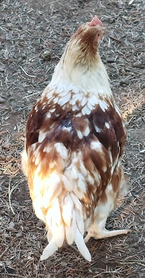 Hahn Hühner Geflügel