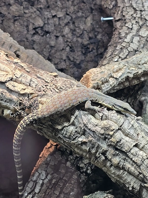 Varanus glauerti (Red-Line) 