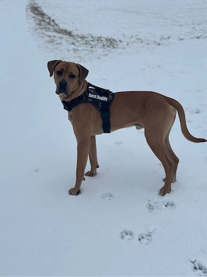 Liebesvolles Zuhause für treuen Hund gesucht
