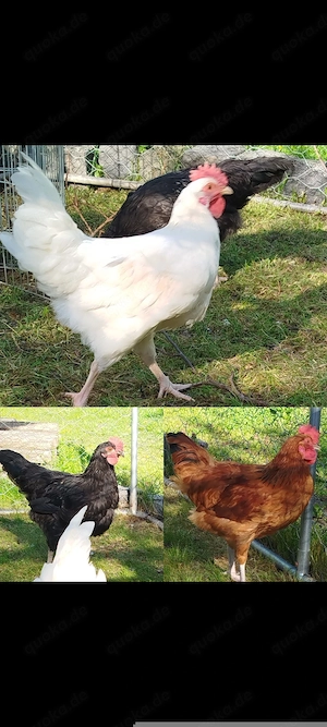 Hahn Hühner Geflügel