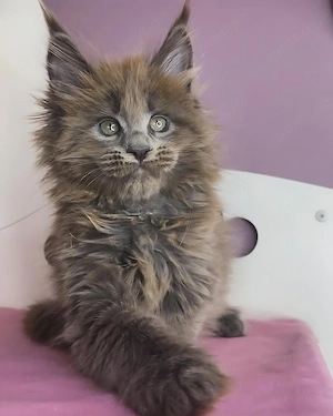Maine-Coon-Kätzchen zu verkaufen   elegant, anhänglich und bereit für ein liebevolles Zuhause!