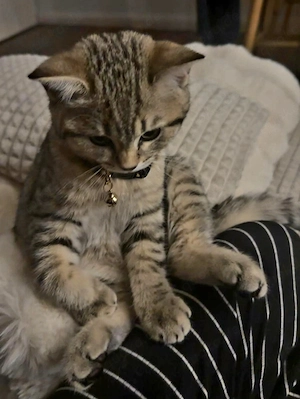 bkh kitten 