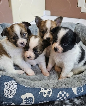 Papillon Welpen mit einem kleinen Hauch Pomchi 