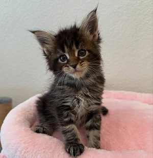 Maine-Coon-Kätzchen suchen ein Zuhause