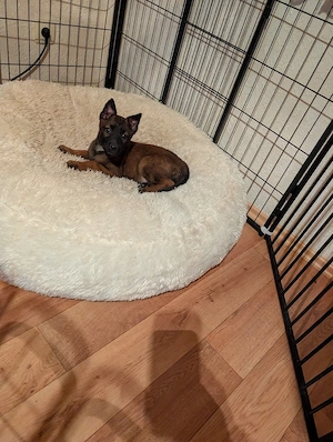 Malinois Welpe Hündin 8 Wochen 