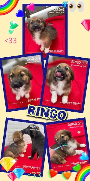 goldiger, wunderschöner Welpenjunge "Ringo" auf Körbchensuche 