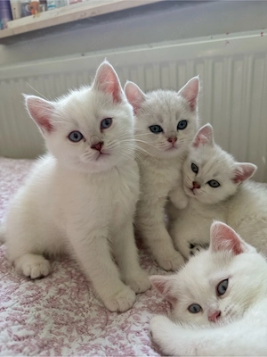 Reinrassige BKH Kitten abzugeben   