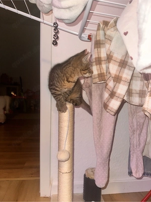EK kitten 