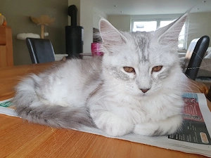 Maine coon Kitten 