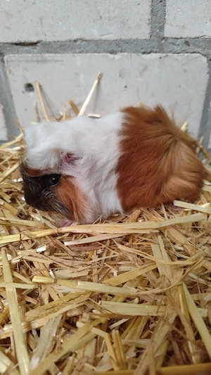 männliche Peruanermeerschweinchen Meerschweinchen Jungtiere 