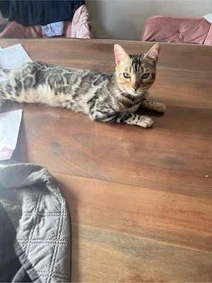 Liebevoller Bengal  Kater sucht neues Zuhause 