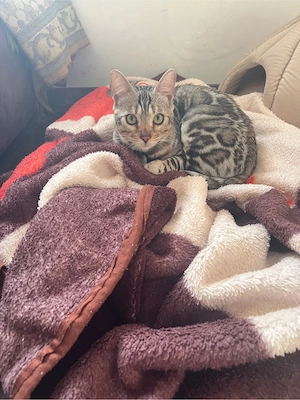 Liebevoller Bengal  Kater sucht neues Zuhause 