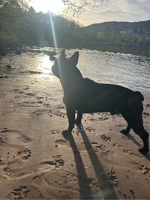 Französische Bulldoggen deckrüde 