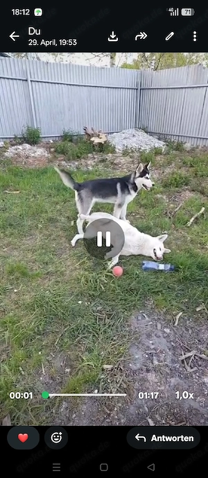 Husky Welpe Rüde  Bild 3