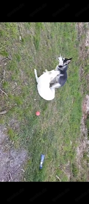 Husky Welpe Rüde  Bild 2
