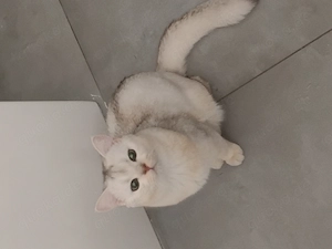 BKH Katze Weiß Silber 8 Monate alt Kater 