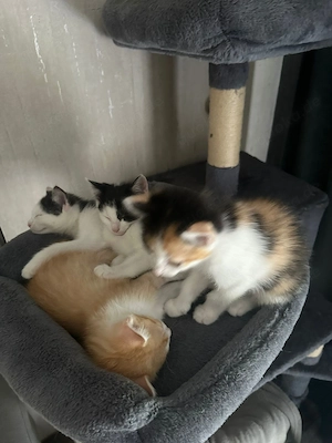 Kätzchen zu verkaufen Bild 2
